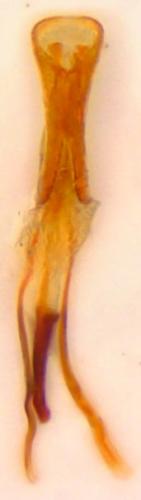 Réf. 199 037 : Dorytomus dejeani